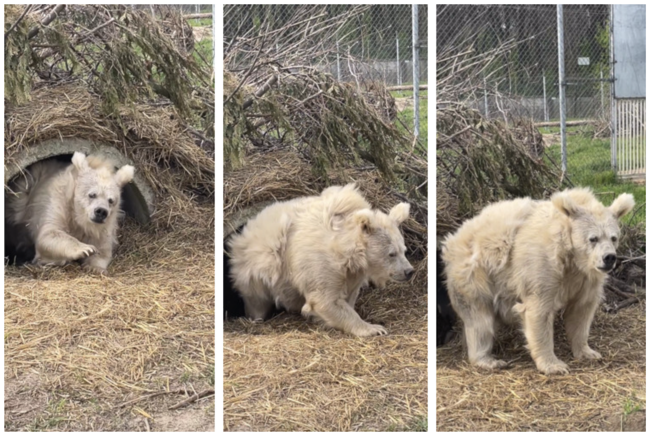 Bear emerging from hibernation